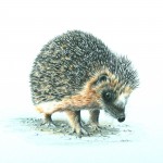 British Wild Animals in Coloured Pencil with Jonathan Newey